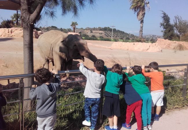 Ο γάιδαρος έχει γενέθλια