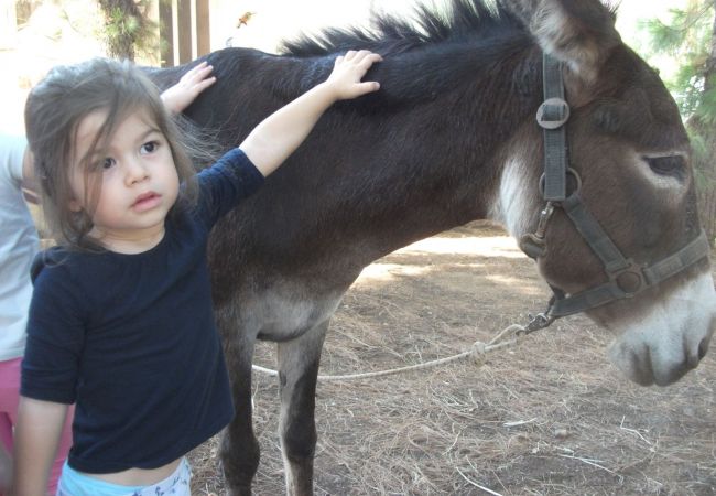 Ο γάιδαρος πάει σχολείο